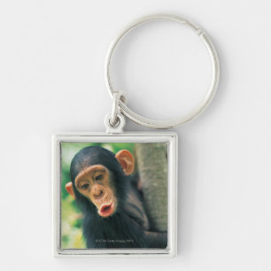 Young Chimpanzee (Pan troglodytes) Key Ring
