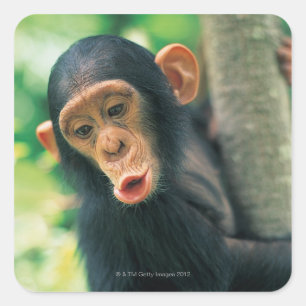 Young Chimpanzee (Pan troglodytes) Square Sticker