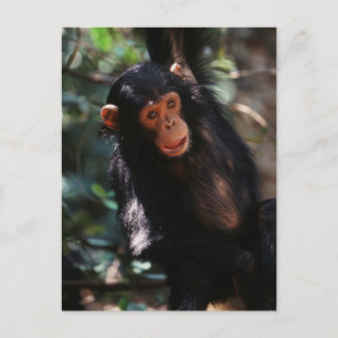 Young Chimpanzee Postcard