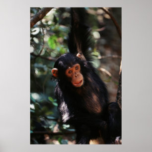 Young Chimpanzee Poster