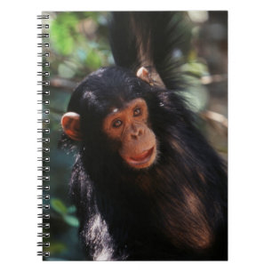 Young Chimpanzee Spiral Notebook