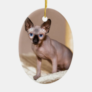Young colorpoint sphynx cat in hammock.JPG Ceramic Tree Decoration