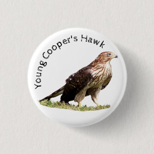 Young Cooper's Hawk 3 Cm Round Badge