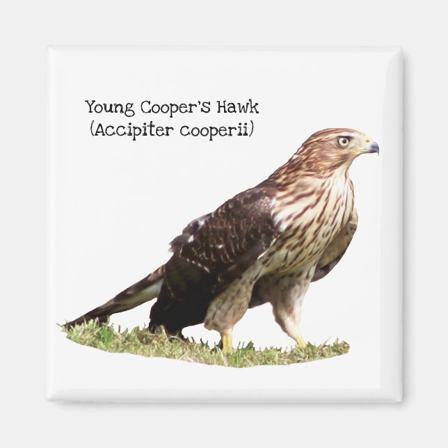 Young Cooper's Hawk Magnet (Front)