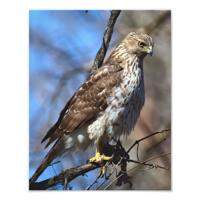 Young Cooper's Hawk Photo Enlargement Print (Front)