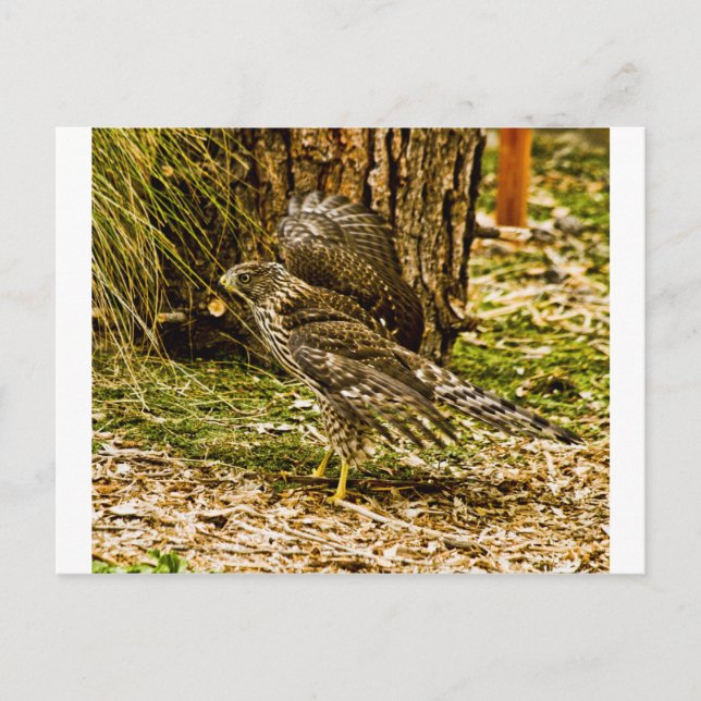 Young Coopers Hawk Postcard (Front)