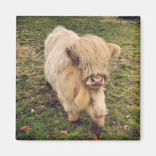 Young cream colour highland cattle calf magnet