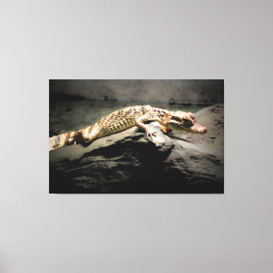 Young Crocodile on a Rock Canvas Print