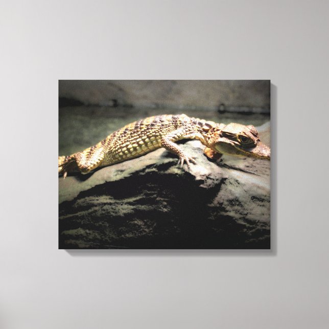 Young Crocodile on a Rock Canvas Print (Front)