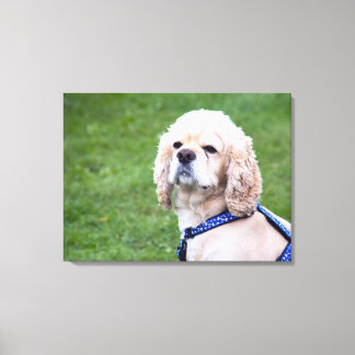 Young cute dog posing. canvas print