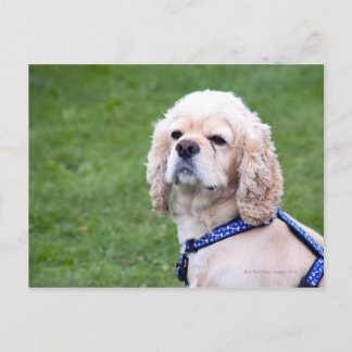 Young cute dog posing. postcard