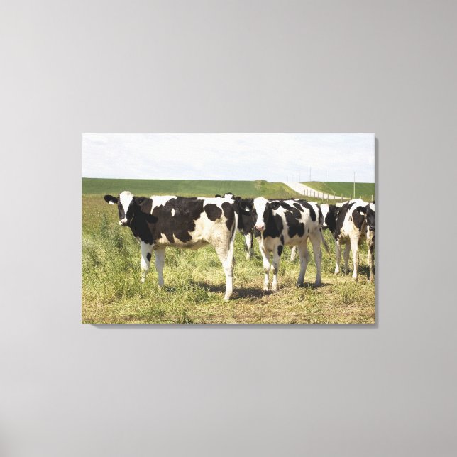 Young Dairy Cattle In Pasture Canvas Print (Front)