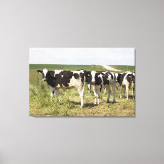 Young Dairy Cattle In Pasture Canvas Print