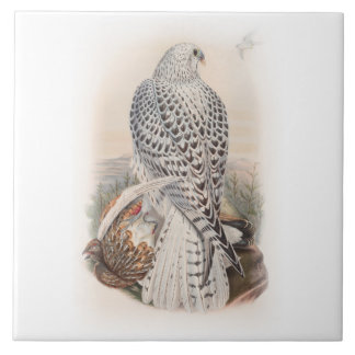 Young Dark Greenland Falcon Birds of Great Britain Tile