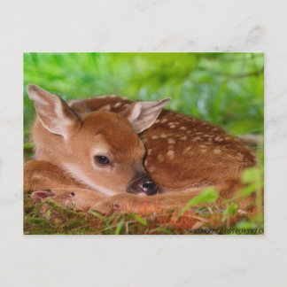 Young_Deer_Fawn-1 Postcard