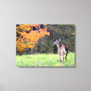 Young Deer in Autumn Canvas Print