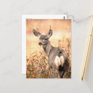Young Deer in Wildflowers with Grungy Texture Art Postcard