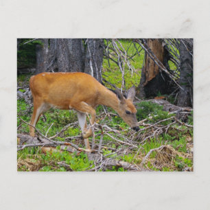 Young doe feeding postcard
