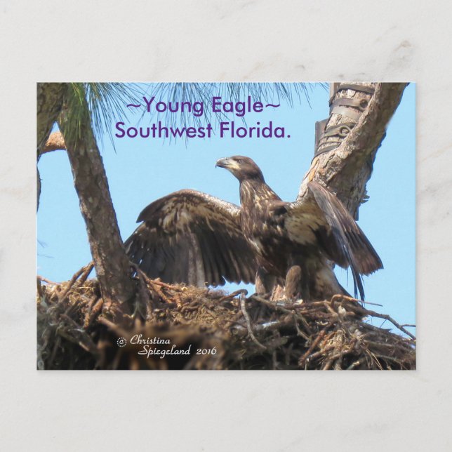 Young Eagle open wings Florida Spiegeland Postcard (Front)