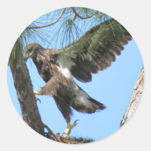 Young Eagle yoga stretch Stickers