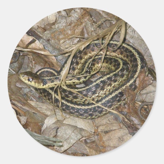 Young Eastern Garter Snake Coordinating Items Classic Round Sticker (Front)