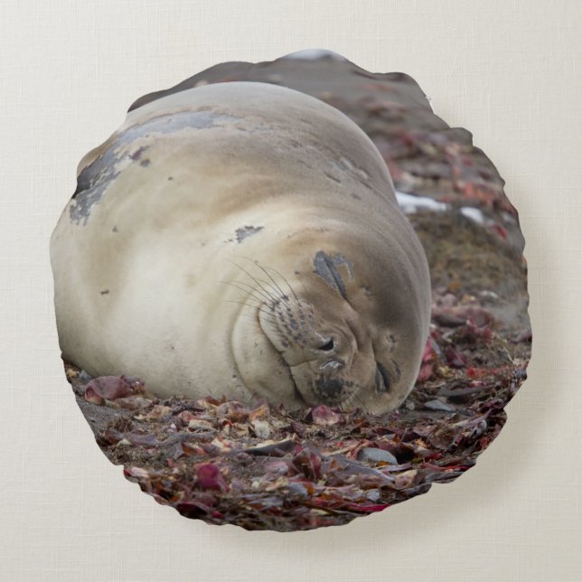 Young elephant seal round cushion (Back)