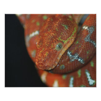 Young Emerald Tree Boa Photo Print
