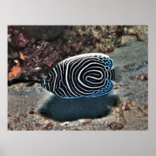 Young Emperor Poster