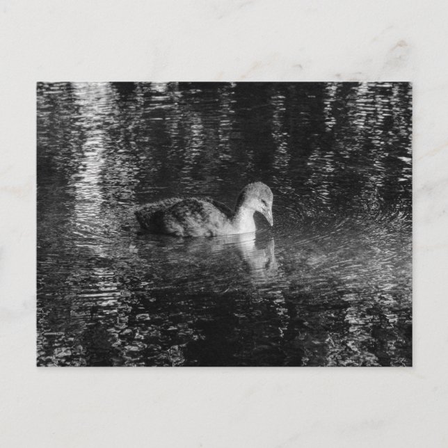 Young Eurasian Coot (Black and White) Postcard (Front)