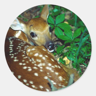 Young Fawn Classic Round Sticker