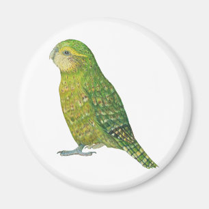 Young Female Kakapo Magnet
