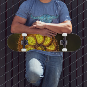 Young Fern Leaves Skateboard