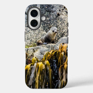 Young Fur Seal On The Rock iPhone 16 Case
