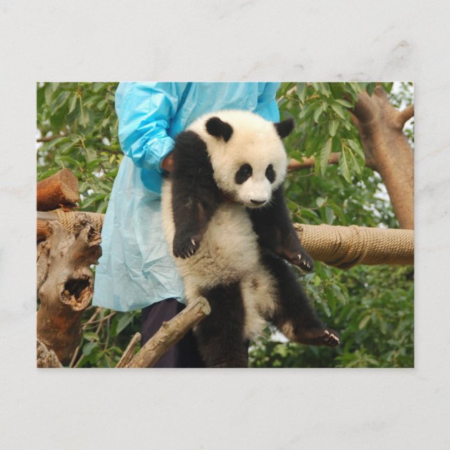 Young giant panda postcard (Front)