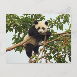 Young giant panda postcard