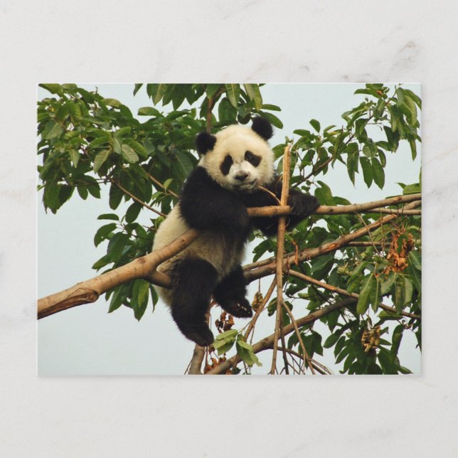 Young giant panda postcard (Front)