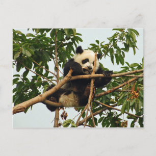Young giant panda postcard