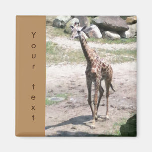 Young Giraffe Walking Your Text Magnets