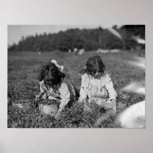 Young Girls Picking Cranberries Photograph Poster