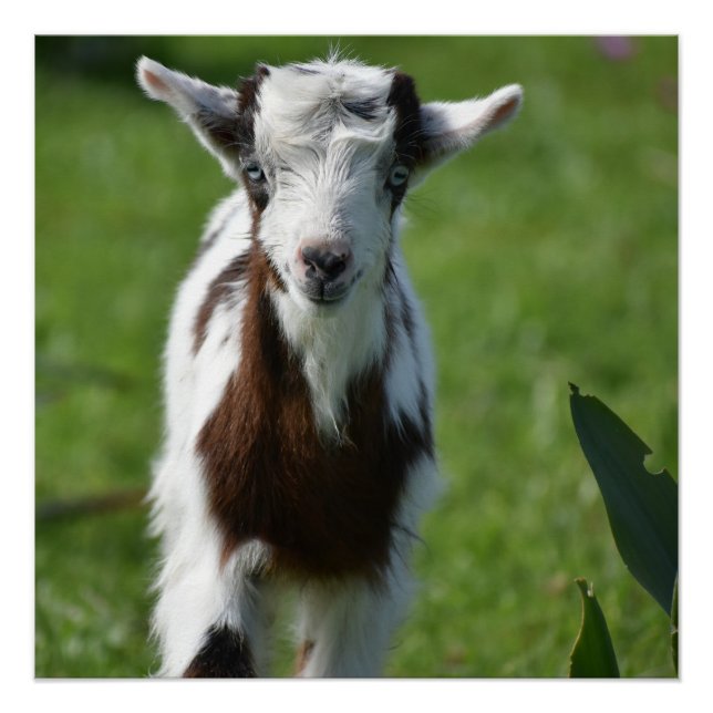 Young Goat photograph Poster (Front)