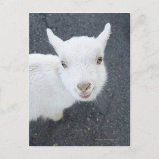 Young goat postcard