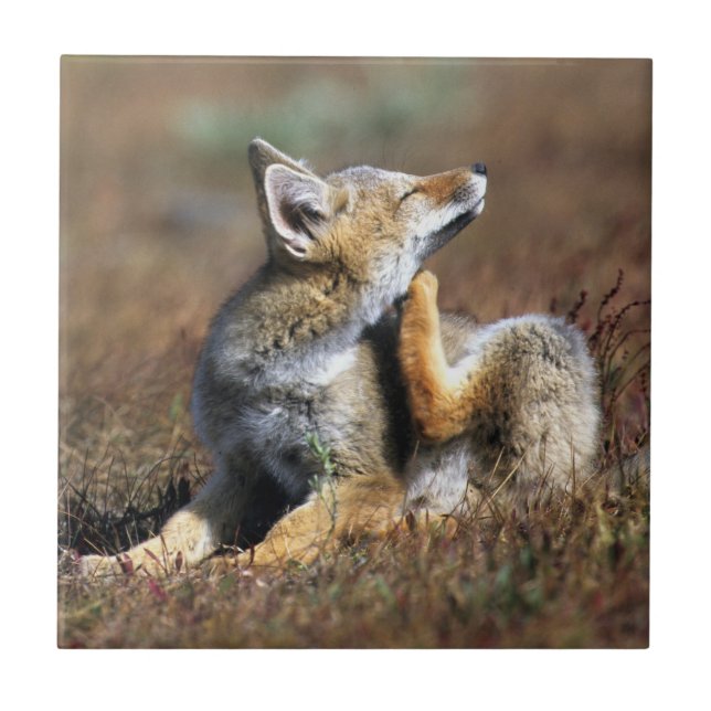 Young Grey Fox at Torres Del Paine National Park Tile (Front)