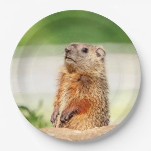 Young Groundhog Paper Plate