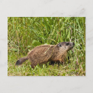 Young Groundhog Postcard