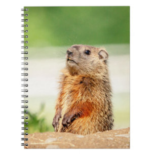 Young Groundhog Spiral Notebook