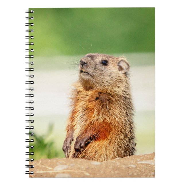 Young Groundhog Spiral Notebook (Front)