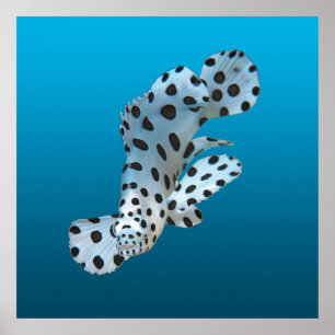 Young Grouper - Gradient blue background Poster