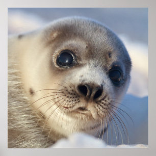 Young Harp Seal Poster