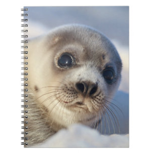 Young Harp Seal Spiral Notebook