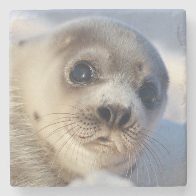 Young Harp Seal Stone Coaster (Front)